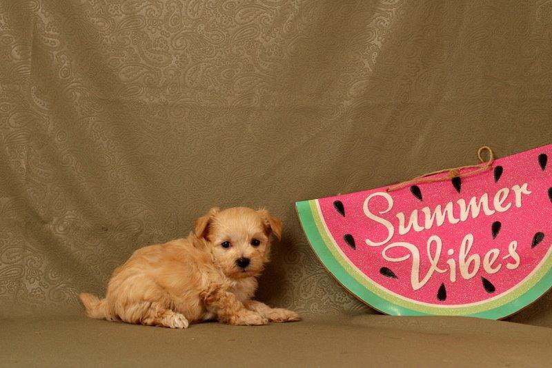 puppy, for, sale, Maltipoo, Matthew B. Stoltzfus, dog, breeder, Gap, PA, dog-breeder, puppy-for-sale, forsale, nearby, find, puppyfind, locator, puppylocator, aca